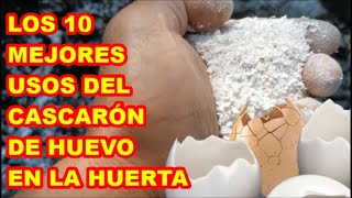 CASCARONES DE HUEVO, LOS 10 USOS  MÁS ÚTILES EN HUERTA QUE ENCONTRARÁS EN YOUTUBE