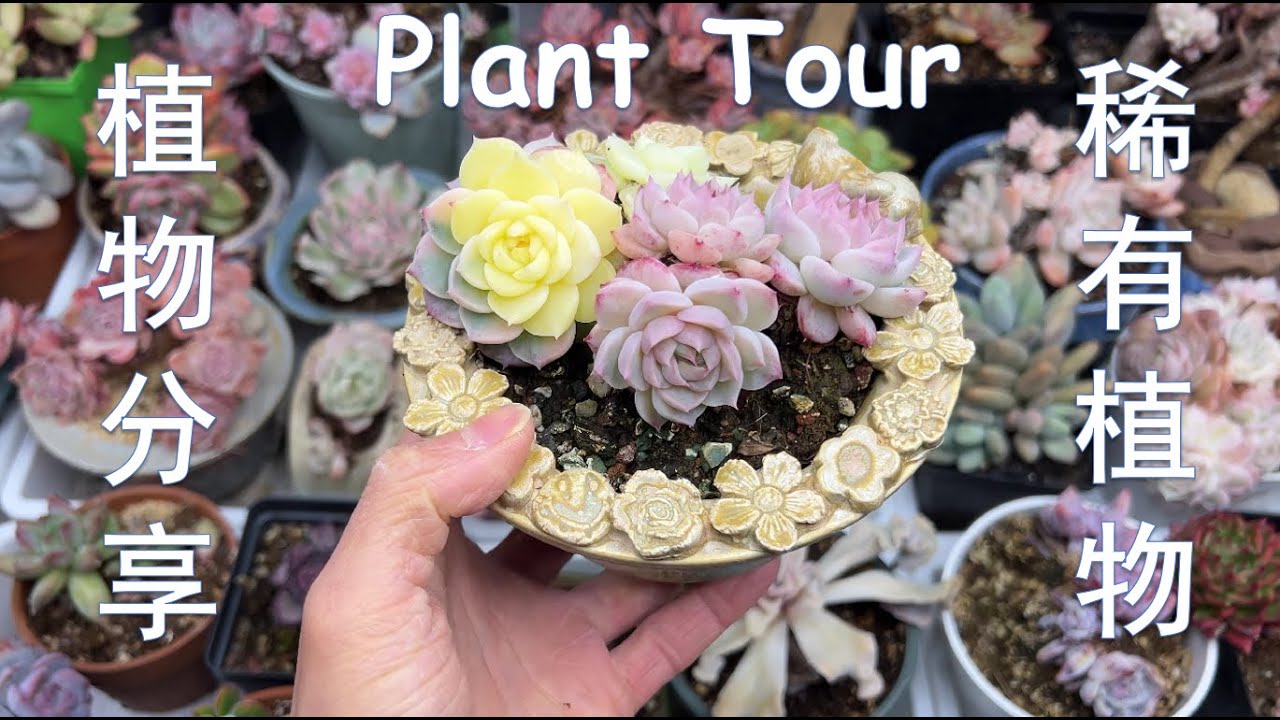 稀有植物分享 | 兰花，绿植，多肉 | Rare Plant Tour