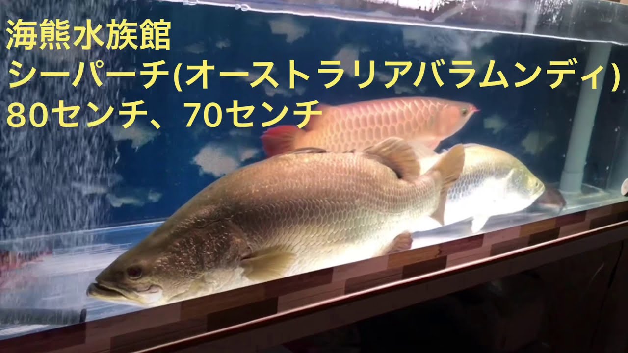 海熊水族館 シーパーチ オーストラリアバラムンディ 80センチ 70センチ さよなら Youtube