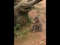 ニホンザルの赤ちゃんの鳴き声🐒 Japanese macaque baby barks