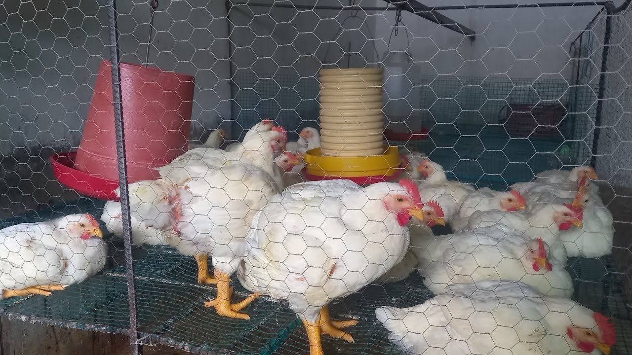 Galpones elevados de pollos criar pollos de engorde