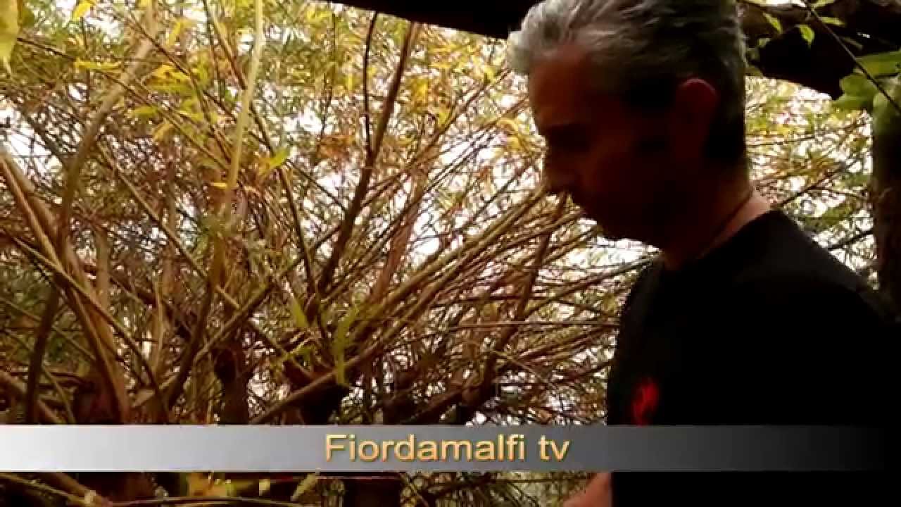 L'arte dei lacci di salice