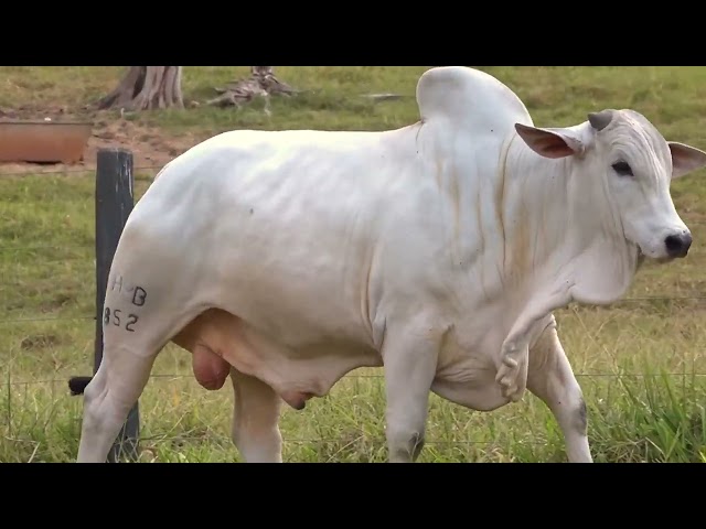 Lote 12   Leilão Touros Fazenda Santa Tereza