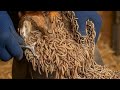 HORSE INFECTED with WORMS! 😱 Shocking Hoof Maggot Infestation Treatment