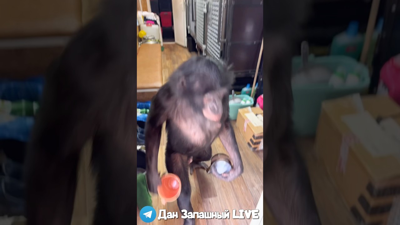 Удивительные Утренние Привычки У Шимпанзе