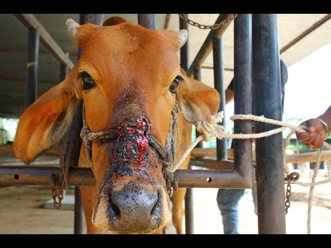 It's Not Just Kittens And Pups Who Require Saving, This Cow Needed Serious Help