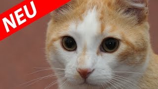 Lustige Süße Schlafende Katzen | Katzenvideos