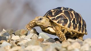 Which Tortoise Breeds Make The Best Pets  How To Identify Tortoise  Tortoise Animal Facts