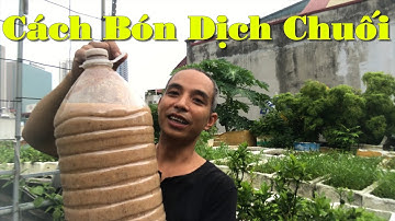 Cách Bón Dịch Chuối Cho Rau Và Cây Trồng Tại Nhà