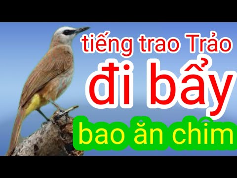 tiếng trao trảo đi bẩy bao ăn chim #1