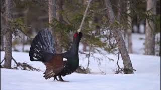Capercaillie displays