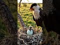 Peaceful Morning at a Crested Caracara Nest
