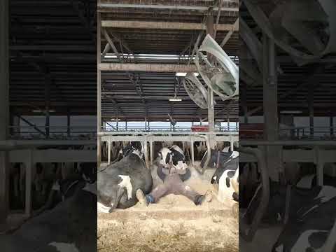Video: Kvæg og småkvæg: egenskaber, racer