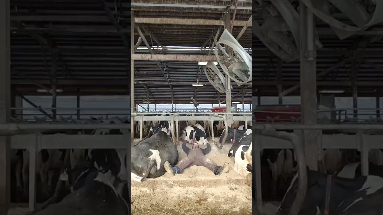 Just being honest, the dairy industry is the beef industry too