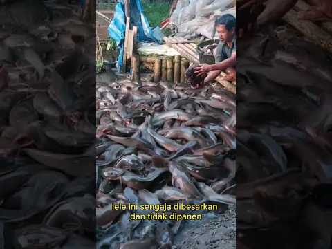KASIH MAKAN LELE
