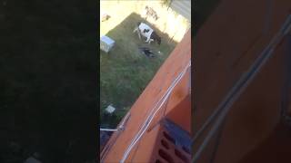 Это пиздец! Коровы зашли на мой участок #выживание #охота #загоннаяохота #рыбалка #весенняяохота