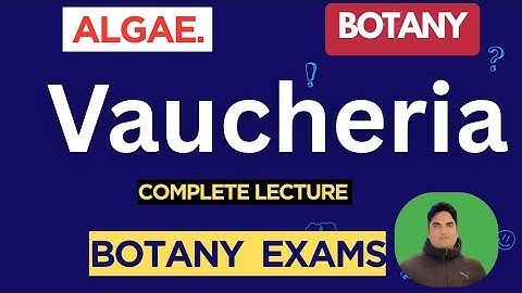 Vaucheria | Algae | Botany |#BotanyExamPrep