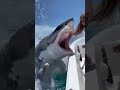 Brave woman saves a seal about to get eaten by a shark!