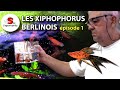 La passion des xiphophorus berlinois  poisson daquarium 
