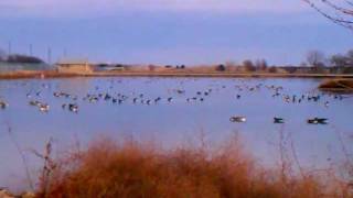 The PTMW Goose Lagoon