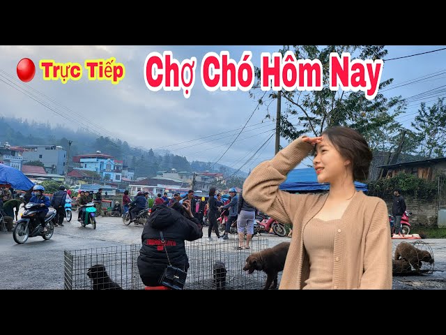 Trực tiếp chợ chó bắc hà hôm nay rất nhiều chó đẹp | village dog bac ha #bachatv#tầmcẩu cover