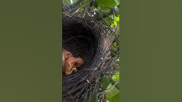 cuma di belakang  rumah aja dapet anak burung cendet #burung #shors #burungcendet #kicaumania