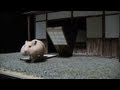 ハムスター忍法帖その１～悪徳商人の隠し財産～