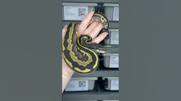 Leopard Mojave dbl het VPI Axanthic / Desert Ghost poss het Piebald #ballpythonbreeder #ballpython
