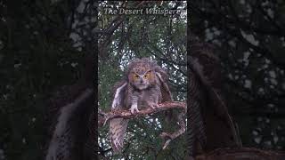 Great Horned Owl hanging out in the rain!