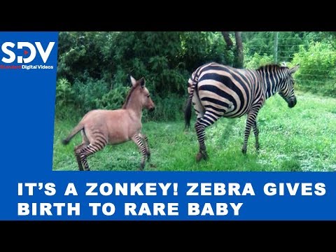 It's a zonkey! Kenyan Zebra gives birth to rare baby after mating with a donkey