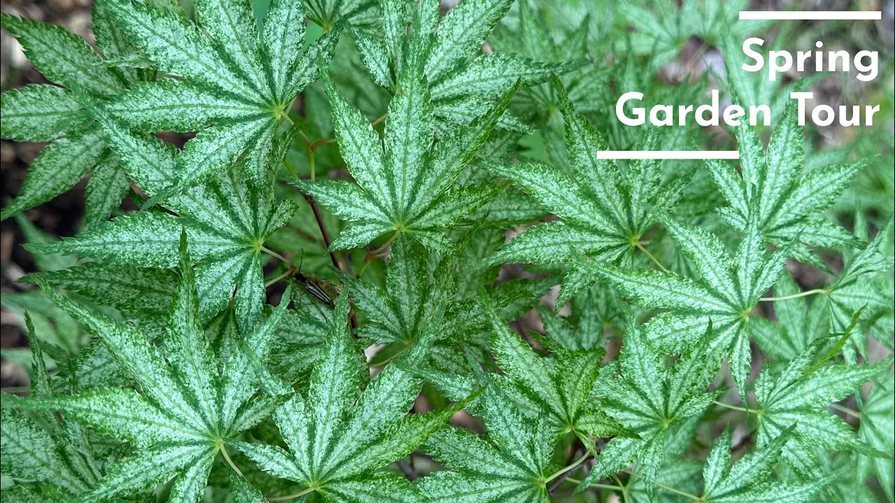 Mapleです。 7 Gal. Emperor I Japanese Maple Ornamental Tree MAPJEM07G