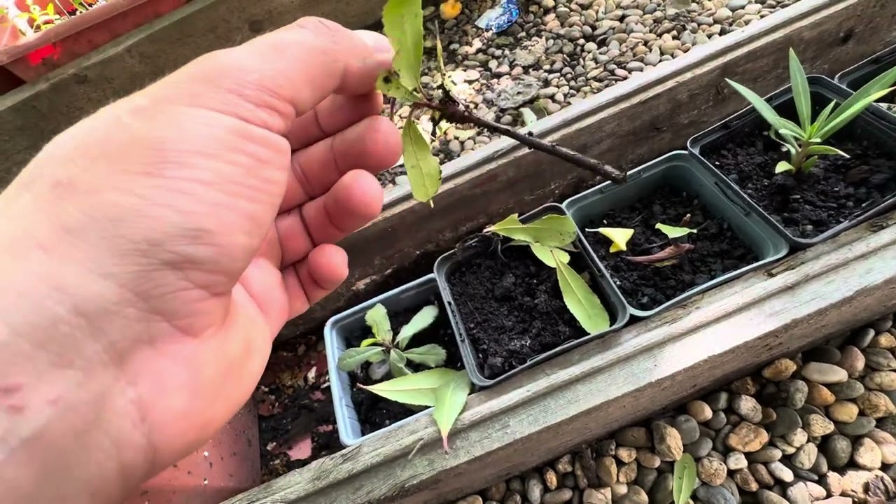 Земляничник или арбутус. Уход, размножение, выращивание