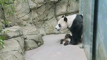 #PandaStory: Field Trip