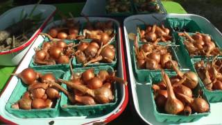 My spot at the Manitowoc Farmers Market