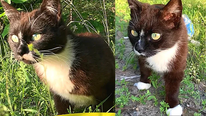 Video 10562151: wild forest cat, forest cat living, forest cat black, beautiful forest cat, cat black white
