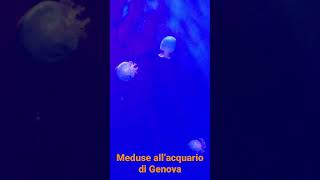 Meduse all’acquario di Genova