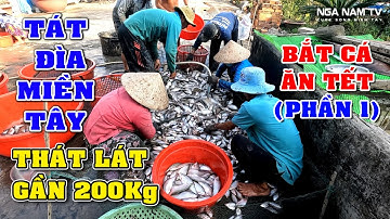 Tát Đìa Bắt Cá Ăn Tết Bắt Mấy Trăm Ký Cá Thát Lát Đồng, Cá Phi, Cá Lóc, Cá Sặc Thấy Mê/NGÃ NĂM TV