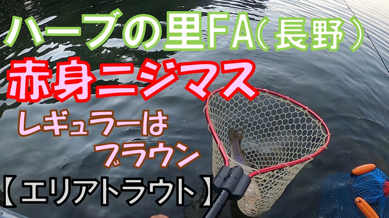 ハーブの里フィッシングエリアで赤身ニジマス＆レギュラーはブラウン中心