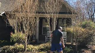 Trimming Corkscrew Willows Wealth
