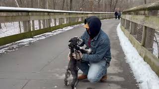 Best Dog Training, Toledo Ohio! 3 Year Old Mini Schnauzer, Snickers!