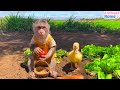 Obi obediently helps dad harvest fruit for breakfast