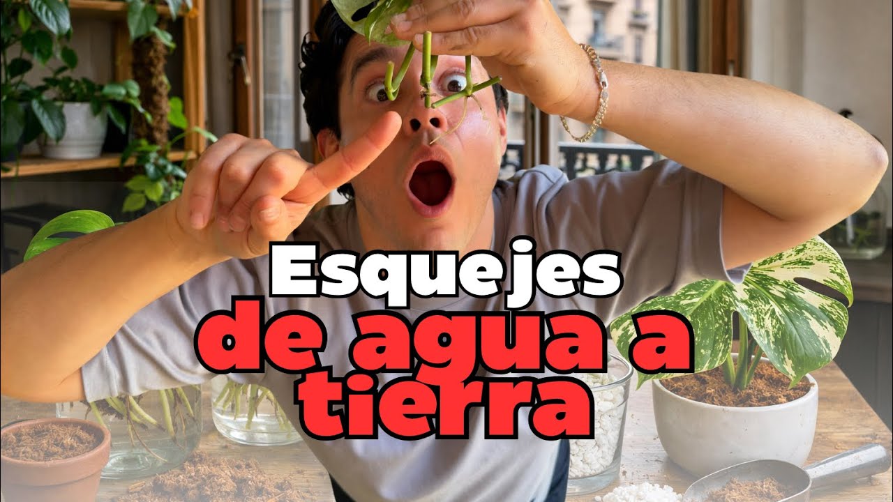 Cómo pasar esquejes de Monstera adansonii de agua a tierra (SORTEO FEBRERO)