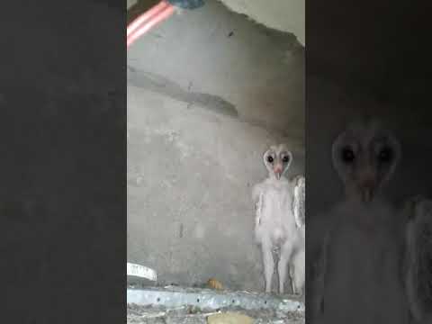 Video Aliens That Were Caught On Camera In Vishakhapatnam