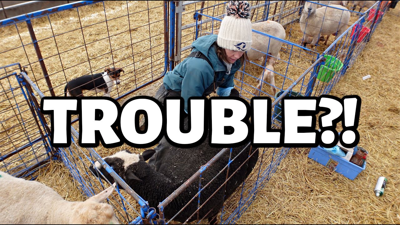 WILLOW IS LAMBING!! ...but I think there's a problem. ~ SPRING LAMBING 2025