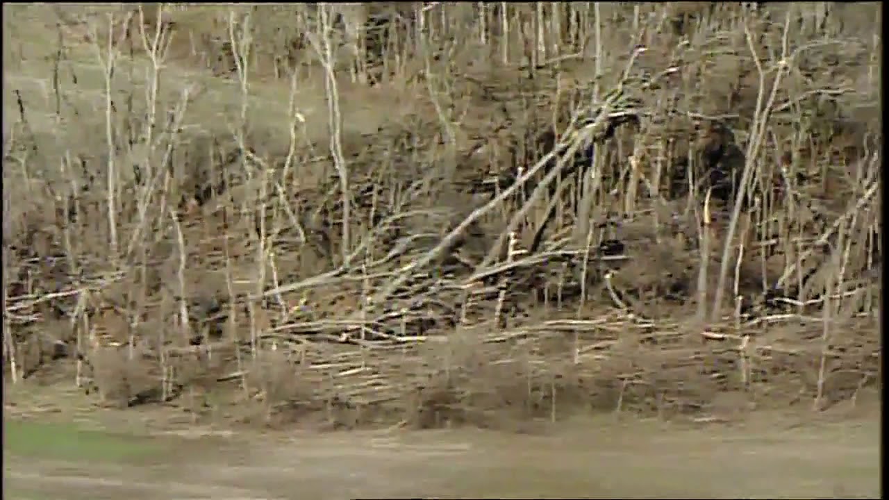Utility poles, trees show signs of tornado damage in Felicity, Ohio