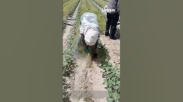 Farming for beginners: a simple guide to field farming