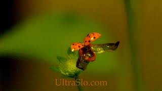 LadyBug in UltraSlo Slow motion v2 @ultraslo