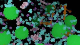 Molecular Blood Flow (59hour) simulation