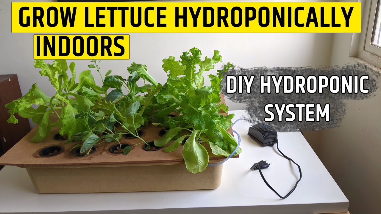 Grow Lettuce Hydroponically Indoors Diy Hydroponics For Lettuce YouTube