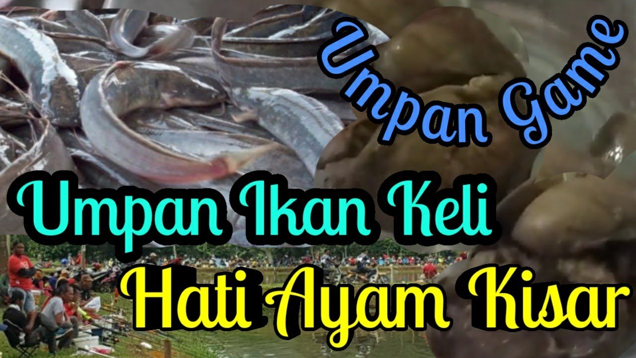 Umpan Ikan Keli ”Hati Ayam Kisar